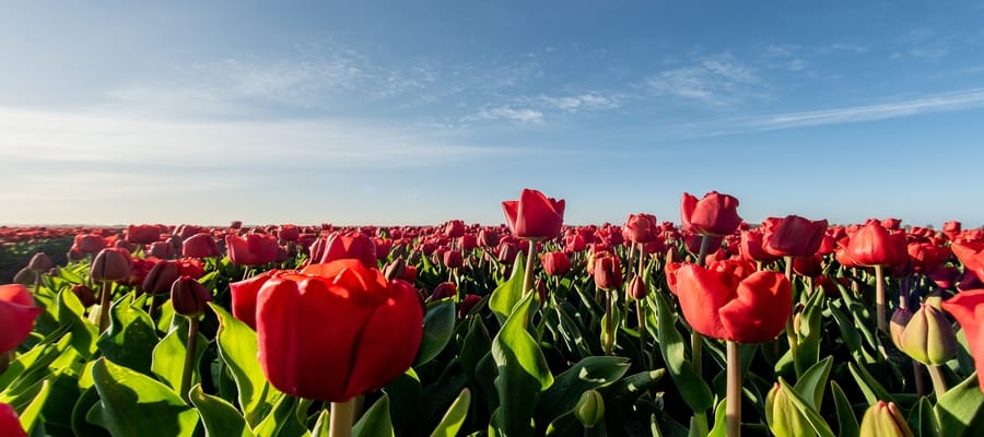 bolha das tulipas