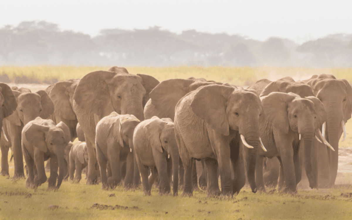 Efeito manada: O que é, como afeta o mercado e como se proteger