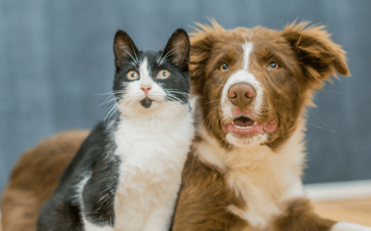 Petz e Cobasi assinam acordo de fusão para criação de nova empresa bilionária.